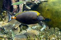 IMG_7493rc_Maldives _Madoogali_Nason a eperons oranges ou bariole-Naso elegans